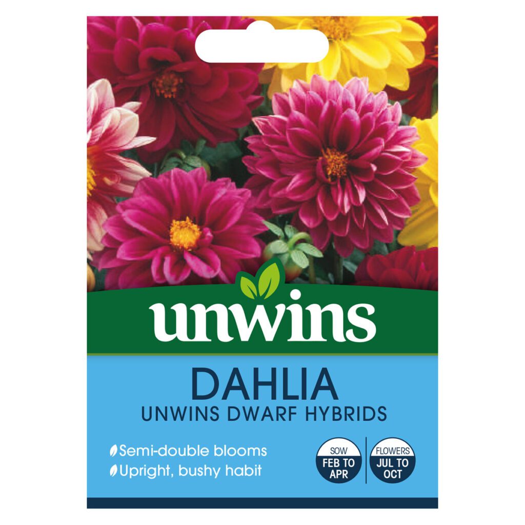 Unwins Dahlia Dwarf Hybrids Seeds 5051618010733 2